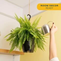 Boston Fern Indoor/Outdoor Plant In 10 In. Hanging Grower's Pot, Avg. Shipping Height 1-2 Ft. Tall -Home plant costa farms house plants l bos g hgp 01 4f 1000