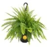 Boston Fern Indoor/Outdoor Plant In 10 In. Hanging Grower's Pot, Avg. Shipping Height 1-2 Ft. Tall -Home plant costa farms house plants l bos g hgp 01 64 1000