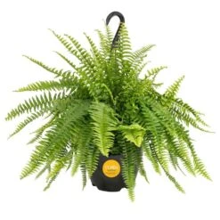 Boston Fern Indoor/Outdoor Plant In 10 In. Hanging Grower's Pot, Avg. Shipping Height 1-2 Ft. Tall