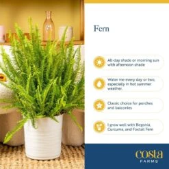 Boston Fern Indoor/Outdoor Plant In 10 In. Hanging Grower's Pot, Avg. Shipping Height 1-2 Ft. Tall -Home plant costa farms house plants l bos g hgp 01 fa 1000