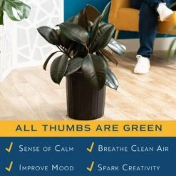 Burgundy Rubber Indoor Plant In 8.75 In. Grower Pot Avg. Shipping Height 2-3 Ft. Tall -Home plant costa farms house plants l brp g pot 01 31 1000