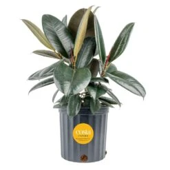 Burgundy Rubber Indoor Plant In 8.75 In. Grower Pot Avg. Shipping Height 2-3 Ft. Tall