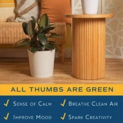 Burgundy Rubber Indoor Plant In 8.75 In. Decor Planter, Avg. Shipping Height 2-3 Ft. Tall -Home plant costa farms house plants l brp s wcp 01 31 1000