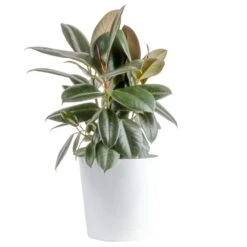 Burgundy Rubber Indoor Plant In 8.75 In. Decor Planter, Avg. Shipping Height 2-3 Ft. Tall