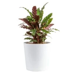 Grower's Choice Calathea Indoor Plant In 10 In. Decor Planter, Avg. Shipping Height 2-3 Ft. Tall