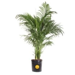 Cateracterum Indoor Palm (Cat Palm) In 8.75 In. Grower Pot, Avg. Shipping Height 3-4 Ft. Tall