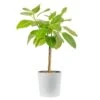 Ficus Audrey Indoor Plant In 10 In. Decor Planter, Avg Shipping Height 3-4 Ft. Tall -Home plant costa farms house plants l fia s wcp 01 64 1000