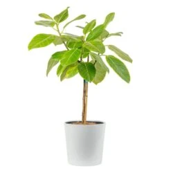 Ficus Audrey Indoor Plant In 10 In. Decor Planter, Avg Shipping Height 3-4 Ft. Tall