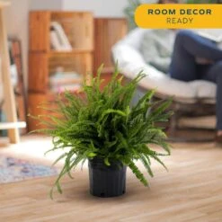 Kimberly Queen Indoor/Outdoor Fern In 8-3/4 In. Grower Pot, Avg. Shipping Height 1-2 Ft. Tall 13 Kimberly Queen Indoor/Outdoor Fern In 8-3/4 In. Grower Pot, Avg. Shipping Height 1-2 Ft. Tall -Home plant costa farms house plants l kqf g pot 01 1f 1000