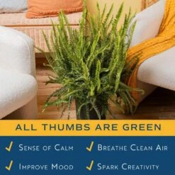 Kimberly Queen Indoor/Outdoor Fern In 8-3/4 In. Grower Pot, Avg. Shipping Height 1-2 Ft. Tall 12 Kimberly Queen Indoor/Outdoor Fern In 8-3/4 In. Grower Pot, Avg. Shipping Height 1-2 Ft. Tall -Home plant costa farms house plants l kqf g pot 01 4f 1000