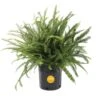 Kimberly Queen Indoor/Outdoor Fern In 8-3/4 In. Grower Pot, Avg. Shipping Height 1-2 Ft. Tall 1 Kimberly Queen Indoor/Outdoor Fern In 8-3/4 In. Grower Pot, Avg. Shipping Height 1-2 Ft. Tall -Home plant costa farms house plants l kqf g pot 01 64 1000