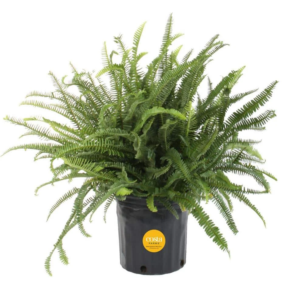 Kimberly Queen Indoor/Outdoor Fern In 8-3/4 In. Grower Pot, Avg. Shipping Height 1-2 Ft. Tall 3 Kimberly Queen Indoor/Outdoor Fern In 8-3/4 In. Grower Pot, Avg. Shipping Height 1-2 Ft. Tall
