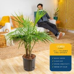 Majesty Indoor Palm In 8.75 In. Grower Pot, Avg. Shipping Height 3-4 Ft. Tall 15 Majesty Indoor Palm In 8.75 In. Grower Pot, Avg. Shipping Height 3-4 Ft. Tall -Home plant costa farms house plants l maj g pot 01 1f 1000