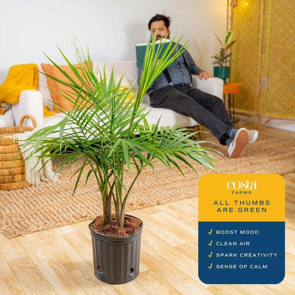 Majesty Indoor Palm In 8.75 In. Grower Pot, Avg. Shipping Height 3-4 Ft. Tall 7 Majesty Indoor Palm In 8.75 In. Grower Pot, Avg. Shipping Height 3-4 Ft. Tall - Image 5