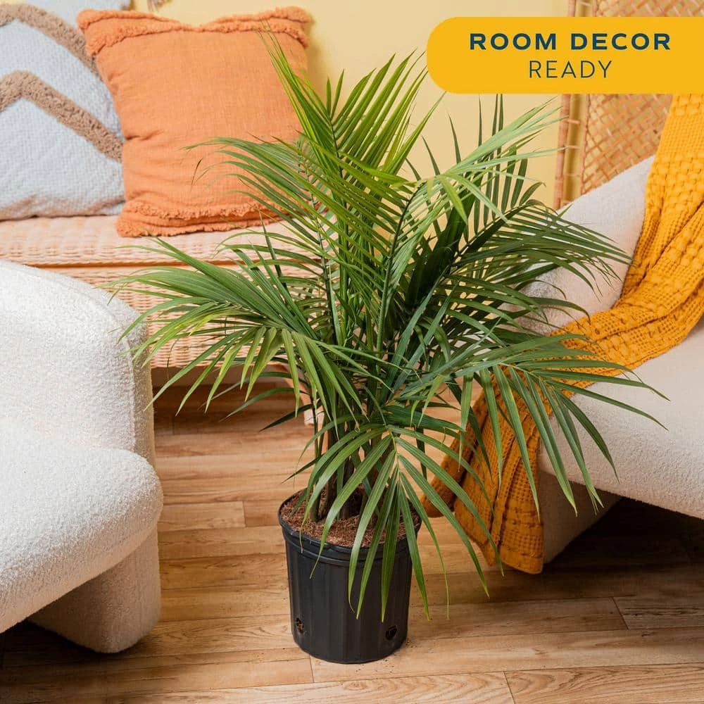 Majesty Indoor Palm In 8.75 In. Grower Pot, Avg. Shipping Height 3-4 Ft. Tall 8 Majesty Indoor Palm In 8.75 In. Grower Pot, Avg. Shipping Height 3-4 Ft. Tall - Image 6