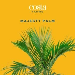 Majesty Indoor Palm In 8.75 In. Grower Pot, Avg. Shipping Height 3-4 Ft. Tall 14 Majesty Indoor Palm In 8.75 In. Grower Pot, Avg. Shipping Height 3-4 Ft. Tall -Home plant costa farms house plants l maj g pot 01 4f 1000