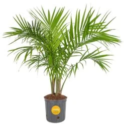 Majesty Indoor Palm In 8.75 In. Grower Pot, Avg. Shipping Height 3-4 Ft. Tall