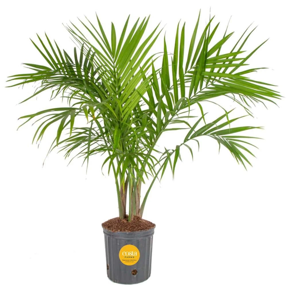 Majesty Indoor Palm In 8.75 In. Grower Pot, Avg. Shipping Height 3-4 Ft. Tall 3 Majesty Indoor Palm In 8.75 In. Grower Pot, Avg. Shipping Height 3-4 Ft. Tall