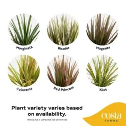 Marginata Bush Indoor Plant In 8.75 In. Grower Pot, Avg. Shipping Height 2-3 Ft. Tall -Home plant costa farms house plants l mar g pot 01 1f 1000