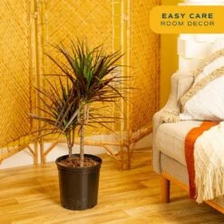 Marginata Bush Indoor Plant In 8.75 In. Grower Pot, Avg. Shipping Height 2-3 Ft. Tall -Home plant costa farms house plants l mar g pot 01 4f 1000