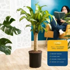 Mass Cane Indoor Plant In 8.75 In. Grower Pot, Avg. Shipping Height 2-3 Ft. Tall -Home plant costa farms house plants l mcv g pot 01 1f 1000
