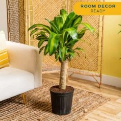 Mass Cane Indoor Plant In 8.75 In. Grower Pot, Avg. Shipping Height 2-3 Ft. Tall -Home plant costa farms house plants l mcv g pot 01 4f 1000