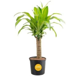 Mass Cane Indoor Plant In 8.75 In. Grower Pot, Avg. Shipping Height 2-3 Ft. Tall