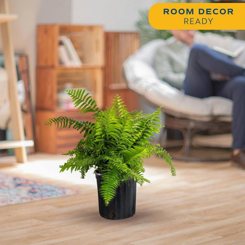 Macho Indoor/Outdoor Fern In 8.75 In. Grower Pot, Avg. Shipping Height 2-3 Ft. Tall 7 Macho Indoor/Outdoor Fern In 8.75 In. Grower Pot, Avg. Shipping Height 2-3 Ft. Tall - Image 5