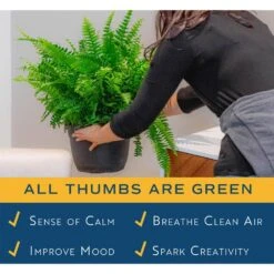 Macho Indoor/Outdoor Fern In 8.75 In. Grower Pot, Avg. Shipping Height 2-3 Ft. Tall 13 Macho Indoor/Outdoor Fern In 8.75 In. Grower Pot, Avg. Shipping Height 2-3 Ft. Tall -Home plant costa farms house plants l mfn g pot 01 4f 1000