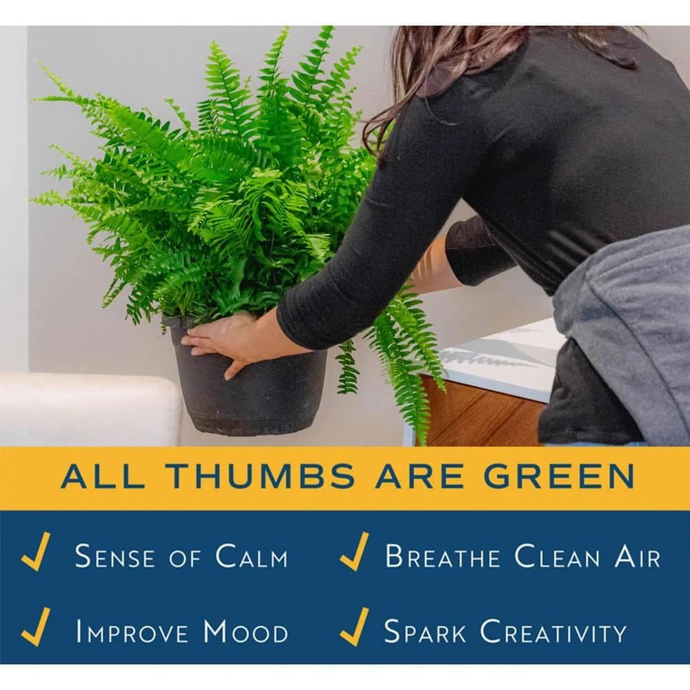 Macho Indoor/Outdoor Fern In 8.75 In. Grower Pot, Avg. Shipping Height 2-3 Ft. Tall 6 Macho Indoor/Outdoor Fern In 8.75 In. Grower Pot, Avg. Shipping Height 2-3 Ft. Tall - Image 4