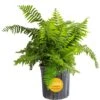 Macho Indoor/Outdoor Fern In 8.75 In. Grower Pot, Avg. Shipping Height 2-3 Ft. Tall 2 Macho Indoor/Outdoor Fern In 8.75 In. Grower Pot, Avg. Shipping Height 2-3 Ft. Tall -Home plant costa farms house plants l mfn g pot 01 64 1000