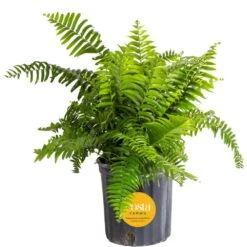 Macho Indoor/Outdoor Fern In 8.75 In. Grower Pot, Avg. Shipping Height 2-3 Ft. Tall