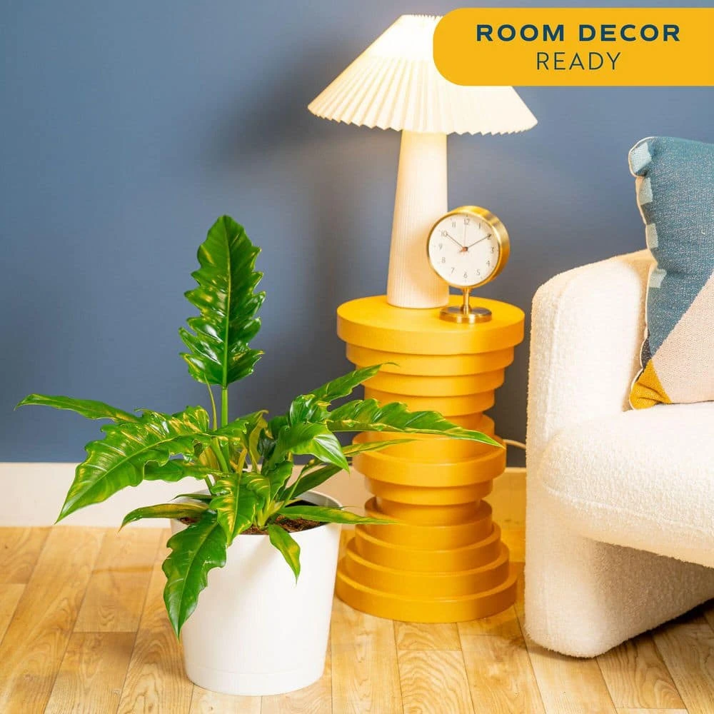 Grower's Choice Philodendron Plant In 10 In. Decor Pot, Avg. Shipping Height 2-3 Ft. Tall 9 Grower's Choice Philodendron Plant In 10 In. Decor Pot, Avg. Shipping Height 2-3 Ft. Tall - Image 7