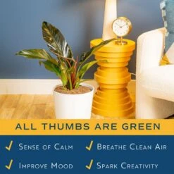 Grower's Choice Philodendron Plant In 10 In. Decor Pot, Avg. Shipping Height 2-3 Ft. Tall 11 Grower's Choice Philodendron Plant In 10 In. Decor Pot, Avg. Shipping Height 2-3 Ft. Tall -Home plant costa farms house plants l phi s wcp 01 4f 1000