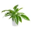 Grower's Choice Philodendron Plant In 10 In. Decor Pot, Avg. Shipping Height 2-3 Ft. Tall -Home plant costa farms house plants l phi s wcp 01 64 1000