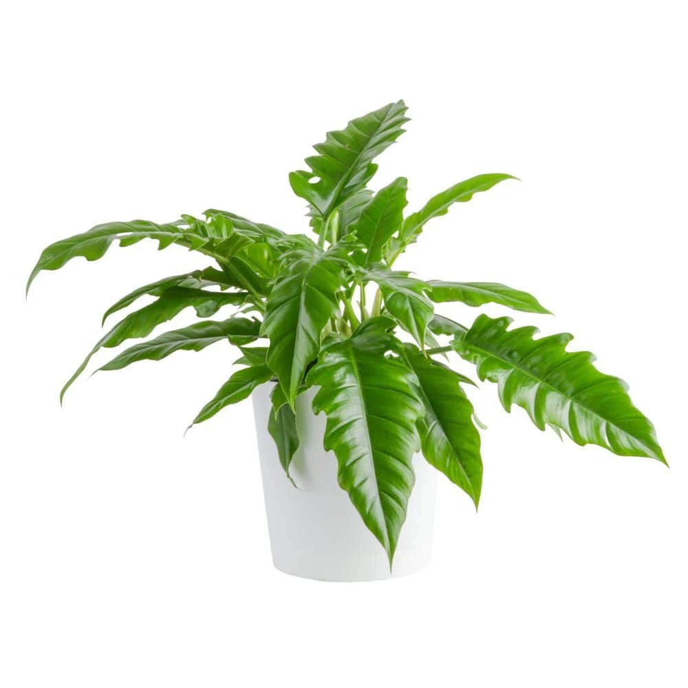 Grower's Choice Philodendron Plant In 10 In. Decor Pot, Avg. Shipping Height 2-3 Ft. Tall 3 Grower's Choice Philodendron Plant In 10 In. Decor Pot, Avg. Shipping Height 2-3 Ft. Tall
