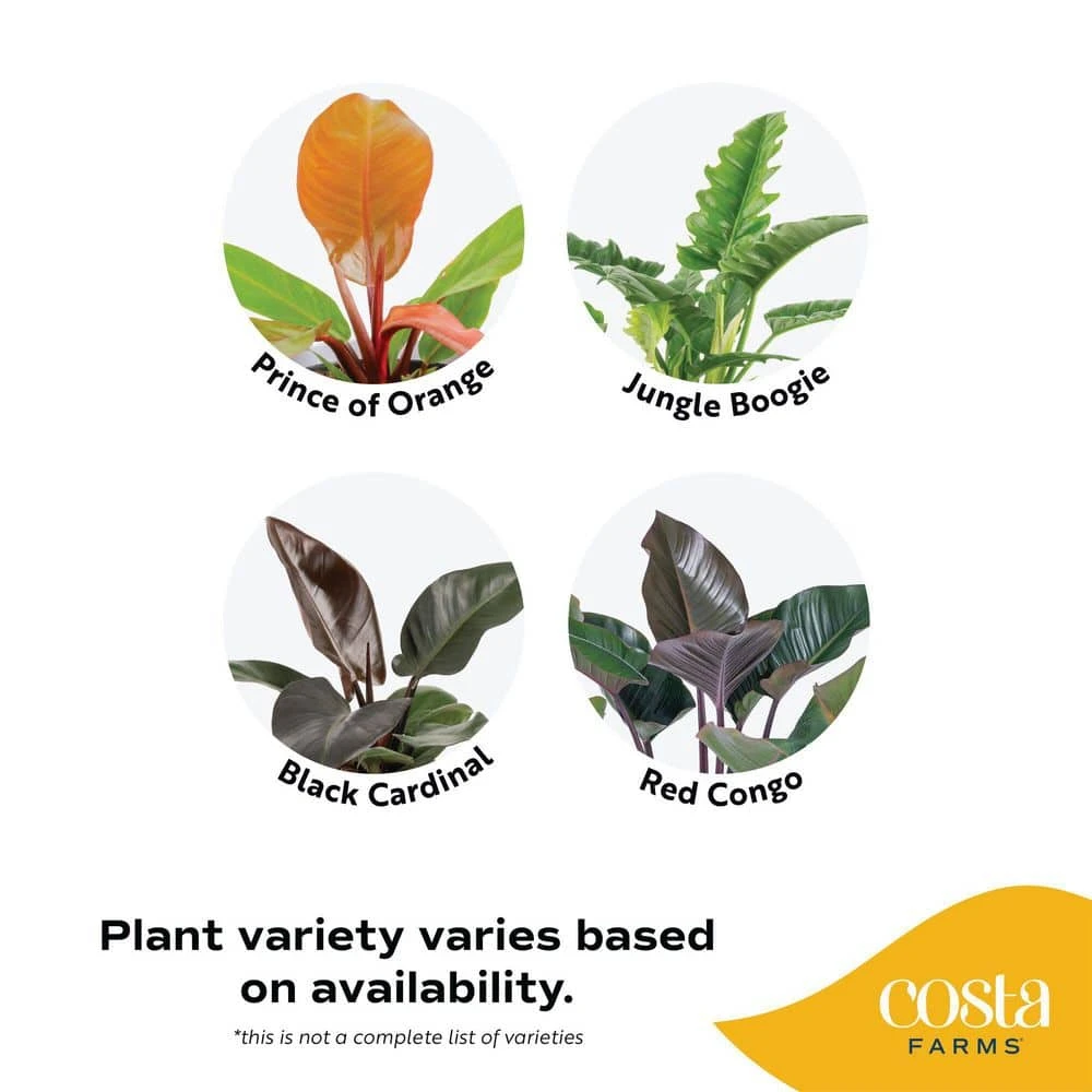 Grower's Choice Philodendron Plant In 10 In. Decor Pot, Avg. Shipping Height 2-3 Ft. Tall 4 Grower's Choice Philodendron Plant In 10 In. Decor Pot, Avg. Shipping Height 2-3 Ft. Tall - Image 2