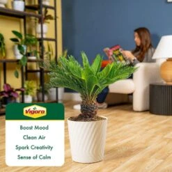 Sago Palm Plant In 10in. White Decor Pot, Avg. Shipping Height 2-3 Ft. Tall -Home plant costa farms house plants l sag s pwt 01 31 1000