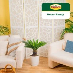 Sago Palm Plant In 10in. White Decor Pot, Avg. Shipping Height 2-3 Ft. Tall -Home plant costa farms house plants l sag s pwt 01 40 1000