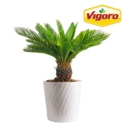 Sago Palm Plant In 10in. White Decor Pot, Avg. Shipping Height 2-3 Ft. Tall