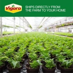 Sago Palm Plant In 10in. White Decor Pot, Avg. Shipping Height 2-3 Ft. Tall -Home plant costa farms house plants l sag s pwt 01 76 1000