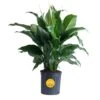 Spathiphyllum Sweet Pablo Indoor Peace Lily In 8.75 In. Grower Pot, Avg. Shipping Height 2-3 Ft. Tall 1 Spathiphyllum Sweet Pablo Indoor Peace Lily In 8.75 In. Grower Pot, Avg. Shipping Height 2-3 Ft. Tall -Home plant costa farms house plants l spa g pot 01 64 1000