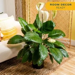 Spathiphyllum Sweet Pablo Indoor Peace Lily In 8.75 In. Grower Pot, Avg. Shipping Height 2-3 Ft. Tall -Home plant costa farms house plants l spa g pot 01 76 1000