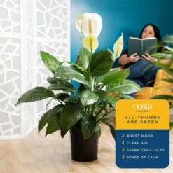 Spathiphyllum Sweet Pablo Indoor Peace Lily In 8.75 In. Grower Pot, Avg. Shipping Height 2-3 Ft. Tall -Home plant costa farms house plants l spa g pot 01 fa 1000