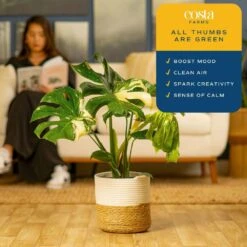 Trending Tropical Thai Constellation Indoor Plant In 10 In. Weave Decor Planter, Average Shipping Height 3 Ft. Tall -Home plant costa farms house plants l tcm p wbt 01 31 1000
