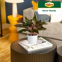 Grower's Choice Aglaonema Chinese Evergreen Indoor Plant In 6 In. White Decor Pot, Avg. Shipping Height 1-2 Ft. 19 Grower's Choice Aglaonema Chinese Evergreen Indoor Plant In 6 In. White Decor Pot, Avg. Shipping Height 1-2 Ft. -Home plant costa farms house plants m agl s wjp 01 44 1000