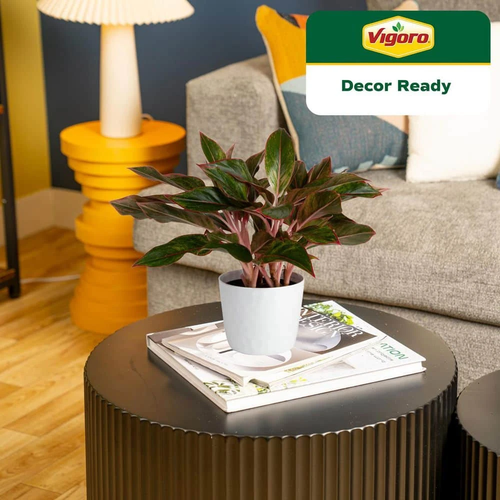 Grower's Choice Aglaonema Chinese Evergreen Indoor Plant In 6 In. White Decor Pot, Avg. Shipping Height 1-2 Ft. 10 Grower's Choice Aglaonema Chinese Evergreen Indoor Plant In 6 In. White Decor Pot, Avg. Shipping Height 1-2 Ft. - Image 8