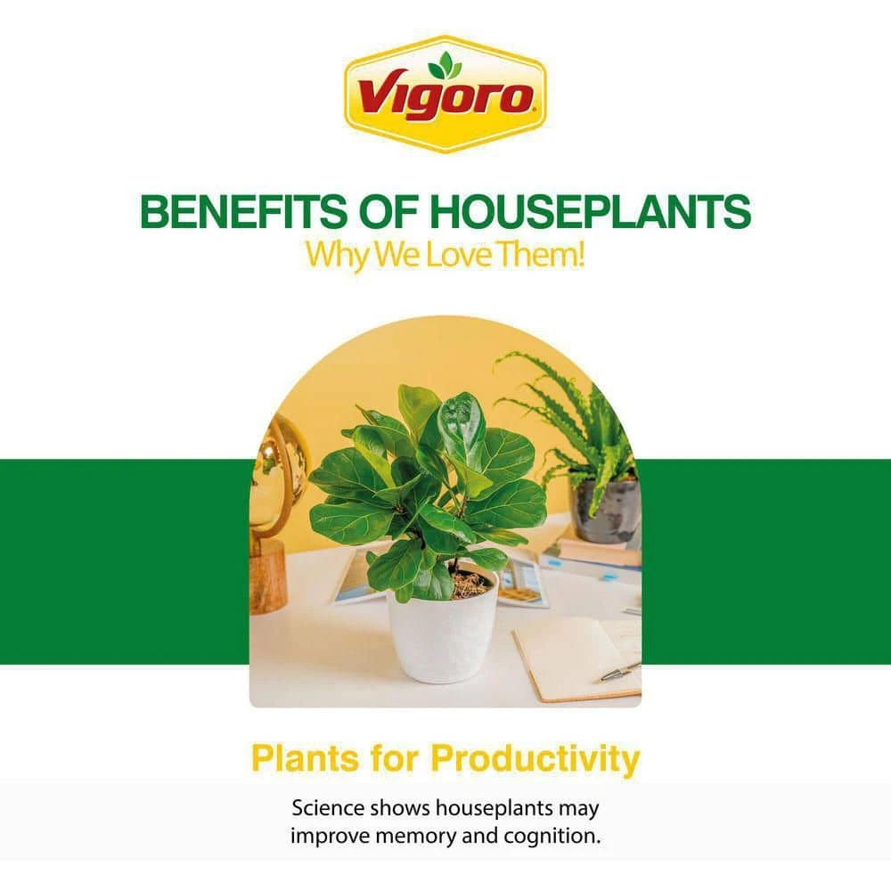 Grower's Choice Aglaonema Chinese Evergreen Indoor Plant In 6 In. White Decor Pot, Avg. Shipping Height 1-2 Ft. 8 Grower's Choice Aglaonema Chinese Evergreen Indoor Plant In 6 In. White Decor Pot, Avg. Shipping Height 1-2 Ft. - Image 6