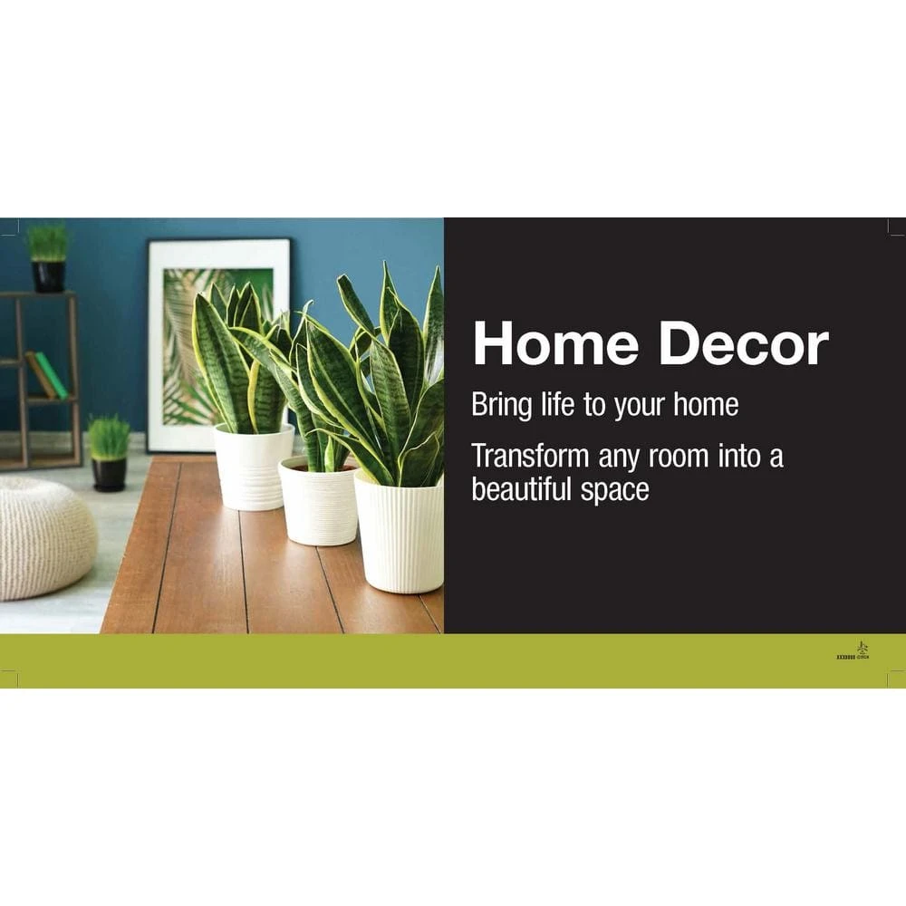 Grower's Choice Aglaonema Chinese Evergreen Indoor Plant In 6 In. White Decor Pot, Avg. Shipping Height 1-2 Ft. 6 Grower's Choice Aglaonema Chinese Evergreen Indoor Plant In 6 In. White Decor Pot, Avg. Shipping Height 1-2 Ft. - Image 4