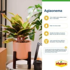 Grower's Choice Aglaonema Chinese Evergreen Indoor Plant In 6 In. White Decor Pot, Avg. Shipping Height 1-2 Ft. 16 Grower's Choice Aglaonema Chinese Evergreen Indoor Plant In 6 In. White Decor Pot, Avg. Shipping Height 1-2 Ft. -Home plant costa farms house plants m agl s wjp 01 c3 1000